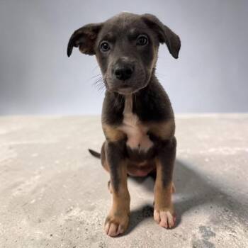 Kat -  Labrador Retriever Dog for Adoption in Williston, Vermont - Kat | PetCurious