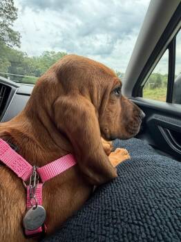 Opal -  Bloodhound Dog for Adoption in Troy, Virginia - Opal | PetCurious