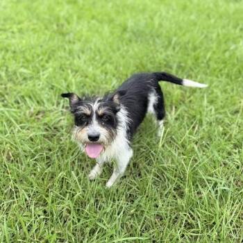 Frizz -  Terrier and Wirehaired Terrier Dog for Adoption in Carencro, Louisiana - Frizz | PetCurious