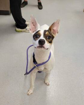 Dr. Jo Wilson -  Mixed Breed Dog for Adoption in Chillicothe, Ohio - Dr. Jo Wilson | PetCurious