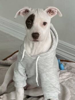 Pit Bull Terrier Dogs Available for Adoption - Robin | PetCurious