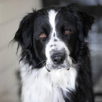 Australian Shepherd Dogs Available for Adoption - Roper (N25-246) | PetCurious