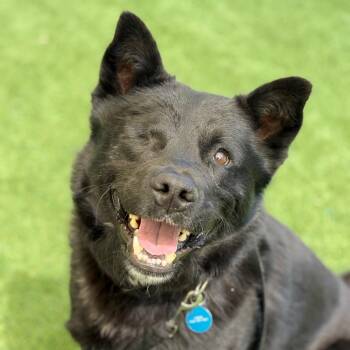 Labrador Retriever and Mixed Breed Dogs Available for Adoption in Durango, Colorado - Lucky Shorts | PetCurious