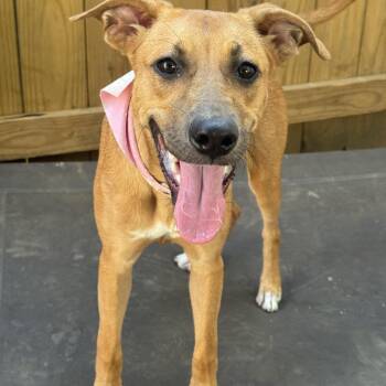Mavis -  Mixed Breed Dog for Adoption in Fredericksburg, Virginia - Mavis | PetCurious