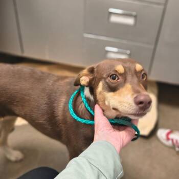 Australian Cattle Dog Blue Heeler and Australian Shepherd Dogs Available for Adoption in Tulsa, Oklahoma - Rosie | PetCurious