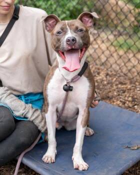 Reverie -  Mixed Breed Dog for Adoption in Chamblee, Georgia - Reverie | PetCurious