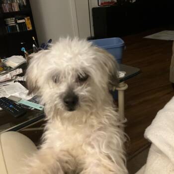Rescue Maltese Dogs for Adoption in Bradenton, Florida - Scooter | PetCurious
