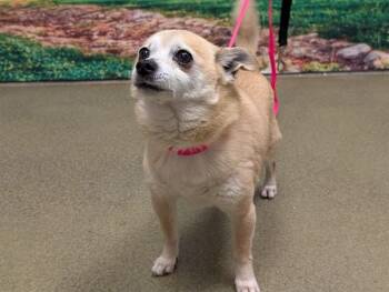 Chihuahua and Mixed Breed Dogs Available for Adoption in Moreno Valley, California - A550335 | PetCurious