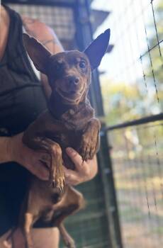 Rescue Miniature Pinscher Dogs for Adoption in Hilham, Tennessee - Billy | PetCurious