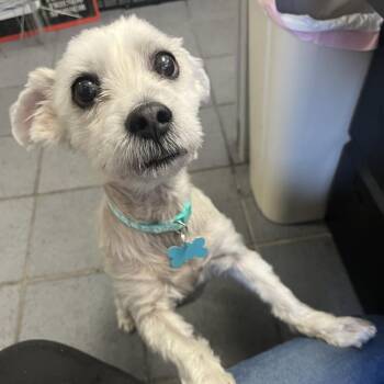 Benji -  Maltese Dog for Adoption in Owosso, Michigan - Benji | PetCurious