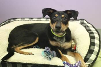 Rufus in NH. Come Meet our Adoptable Dogs Wednesday-Saturday. Mo -  Terrier Dog for Adoption in Manchester, New Hampshire - Rufus In NH. Come Meet Our Adoptable Dogs Wednesday-Saturday. Mo | PetCurious