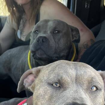 English Bulldog and Mixed Breed Dogs Available for Adoption in St. Louis, Missouri - Meta | PetCurious