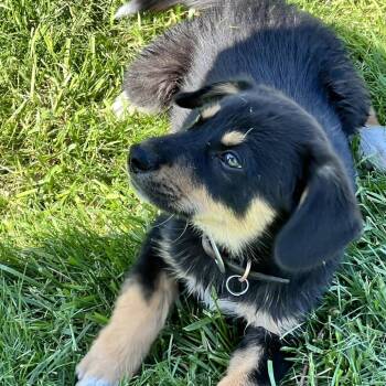 Shepherd Dogs Available for Adoption in Pittsburg, Kansas - Gideon | PetCurious