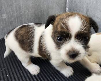 TOMMY -  Shih Tzu Dog for Adoption in San Antonio, Texas - TOMMY | PetCurious