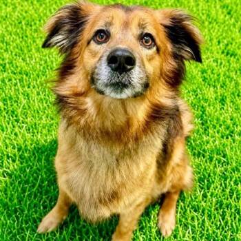 KJ -  Australian Shepherd Dog for Adoption in Battle Creek, Michigan - KJ | PetCurious