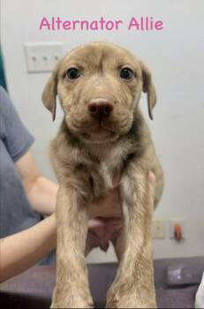 Pit Bull Terrier Dogs Available for Adoption in Semmes, Alabama - Allie | PetCurious