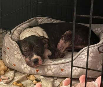 Sweet Mango -  Staffordshire Bull Terrier Dog for Adoption in Bay City, Michigan - Sweet Mango | PetCurious