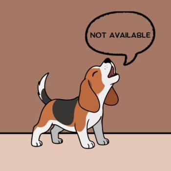 CornDog -  Mixed Breed Dog Available for Adoption in Franklin, North Carolina - CornDog | PetCurious