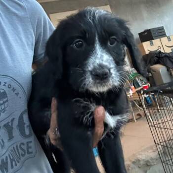 Goldendoodle and Dalmatian Dogs Available for Adoption in Agua Dulce, California - Sadie | PetCurious