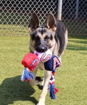 Thea -  Mixed Breed Dog for Adoption in Athens, Georgia - Thea | PetCurious