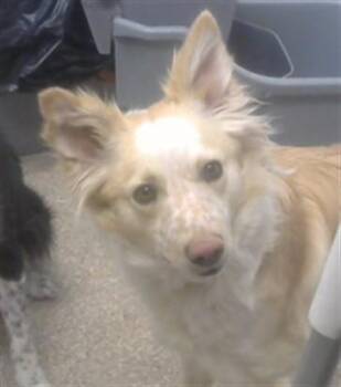 Australian Cattle Dog Blue Heeler and Mixed Breed Dogs Available for Adoption in Albuquerque, New Mexico - LOLA | PetCurious
