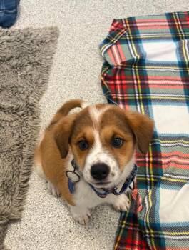 Egg Tart -  Cattle Dog and Husky Dog for Adoption in Phoenix, Arizona - Egg Tart | PetCurious