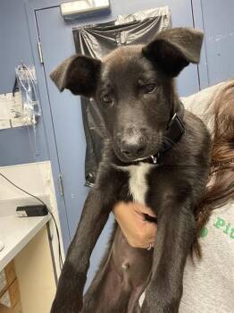 MILES* -  Belgian Shepherd Malinois and Border Collie Dog Available for Adoption in Santa Cruz, California - MILES* | PetCurious