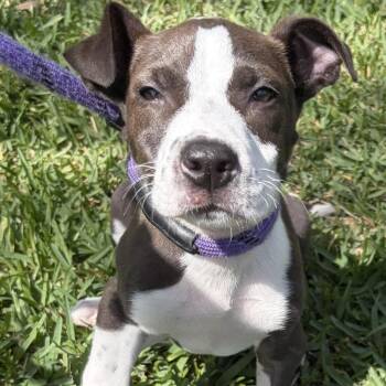 American Bulldog and Mixed Breed Dogs Available for Adoption - Sterling 6292 | PetCurious