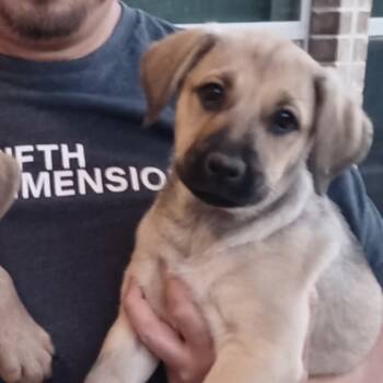 Rescue Hound and Mixed Breed Dogs for Adoption in Jersey City, New Jersey - Timo Meier | PetCurious