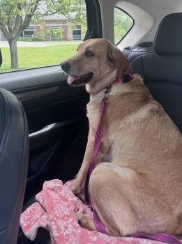 Olivia -  Labrador Retriever Dog for Adoption in South Bend, Indiana - Olivia | PetCurious