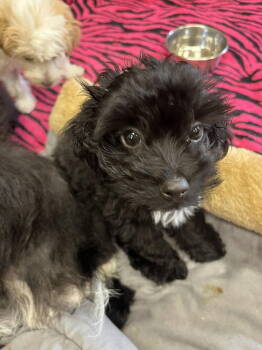 Rescue Terrier Dogs for Adoption in Candler, North Carolina - Jack Skellington | PetCurious