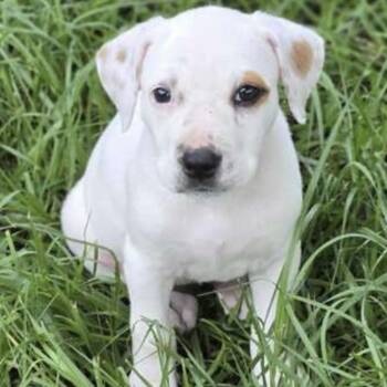 AAD Upcoming Arrival!  Michaela - 26100 -  Labrador Retriever Dog for Adoption in Armonk, New York - AAD Upcoming Arrival!  Michaela - 26100 | PetCurious