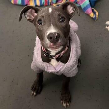 Rosie -  Pit Bull Terrier and Mixed Breed Dog for Adoption in Indianapolis, Indiana - Rosie | PetCurious