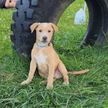 Froggy -  Labrador Retriever Dog for Adoption in Monticello, Iowa - Froggy | PetCurious