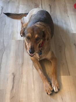 Dinky -  Mixed Breed Dog for Adoption in Alexandria, Virginia - Dinky | PetCurious