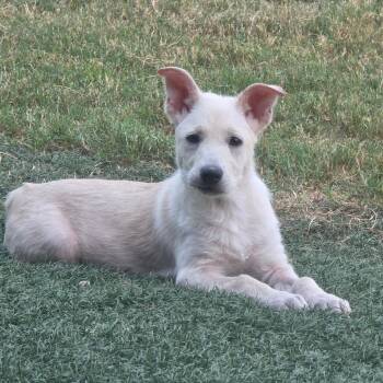 Cola Bear DD -  Labrador Retriever and Mixed Breed Dog for Adoption in Austin, Texas - Cola Bear DD | PetCurious