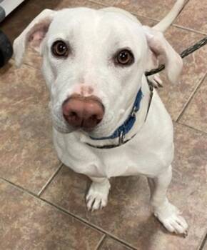 Labrador Retriever and Basset Hound Dogs Available for Adoption in Littleton, Colorado - Molly | PetCurious