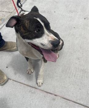 Mixed Breed Dogs Available for Adoption in Dallas, Texas - TORRO | PetCurious