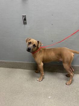 RAMS -  Pit Bull Terrier Dog for Adoption in Las Vegas, Nevada - RAMS | PetCurious