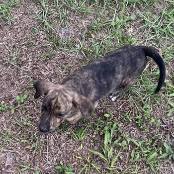 LeRoy -  Schnauzer and Standard Schnauzer Dog for Adoption in Quincy, Florida - LeRoy | PetCurious
