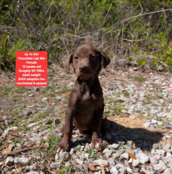 Chocolate Labrador Retriever Dogs Available for Adoption - Ay Yo Girl | PetCurious