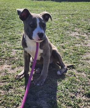 Pit Bull Terrier Dogs Available for Adoption - Bridget | PetCurious