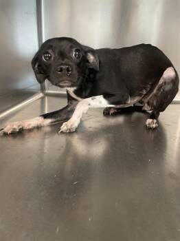 JOSIE -  Chihuahua and Mixed Breed Dog for Adoption in Tallahassee, Florida - JOSIE | PetCurious