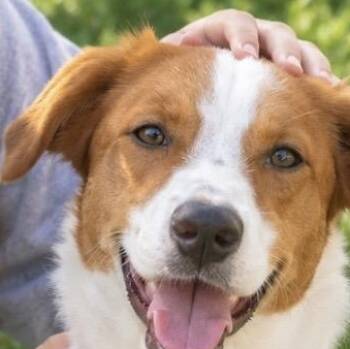 Hartley, Miss Congeniality -  Labrador Retriever Dog for Adoption in Houston, Texas - Hartley, Miss Congeniality | PetCurious