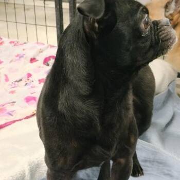 Pug Dogs Available for Adoption - Evie | PetCurious