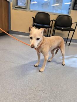 Chihuahua and Mixed Breed Dogs Available for Adoption - MORTON | PetCurious