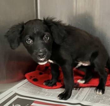 Hooch -  Black Labrador Retriever Dog for Adoption in Parma, Ohio - Hooch | PetCurious