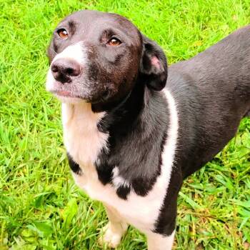 Rescue Collie and Mixed Breed Dogs for Adoption in Flintstone, Maryland - Sophie | PetCurious