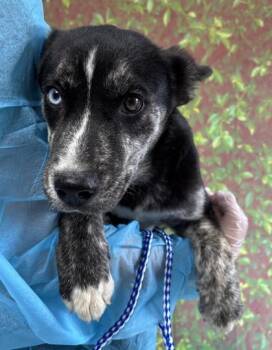 Husky and Mixed Breed Dogs Available for Adoption in San Antonio, Texas - Shiloh | PetCurious