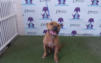 KAYDEN -  Pit Bull Terrier Dog for Adoption in Orlando, Florida - KAYDEN | PetCurious